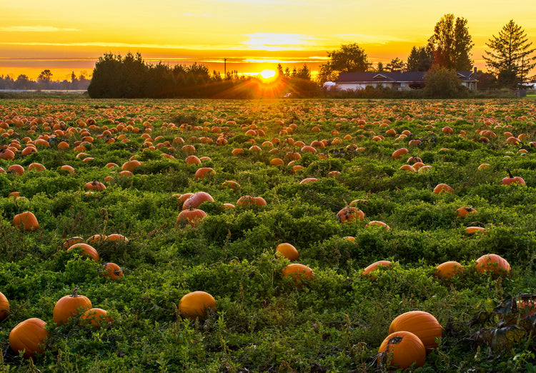 The Pumpkin Patch Collection
