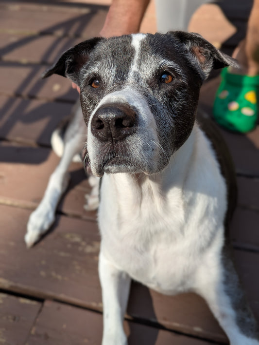 Sanson - Sapling Cotton Scrunchie - Alpine Kneedles